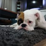 Carpet - White and Tan English Bulldog Lying on Black Rug