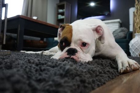 Carpet - White and Tan English Bulldog Lying on Black Rug