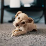 Carpet - Photo of Puppy Lying on Carpet