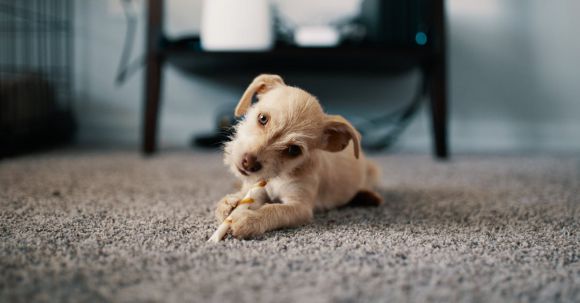 Carpet - Photo of Puppy Lying on Carpet